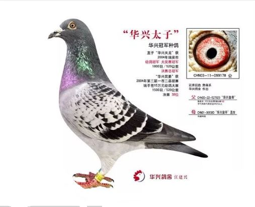 世界女皇:芬尼卡5000,获2007年f.c.l.
