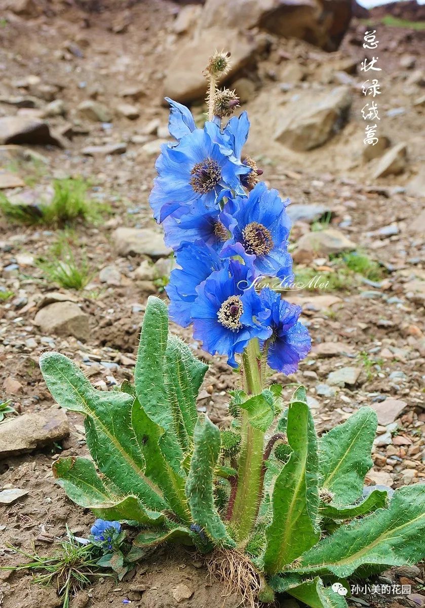 2,总状绿绒蒿1,红花绿绒蒿关于绿绒蒿的定种,植物学家们各有自己的