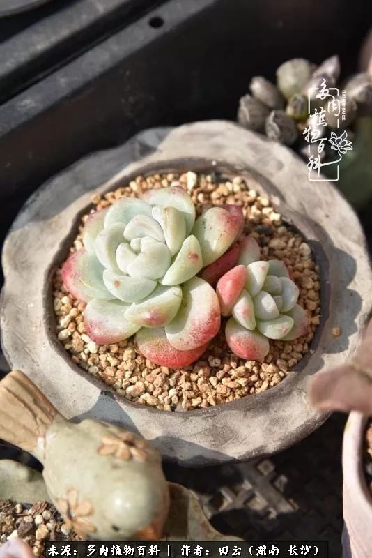 遇见多肉,遇见美好,关于心灵遇见美好的故事!