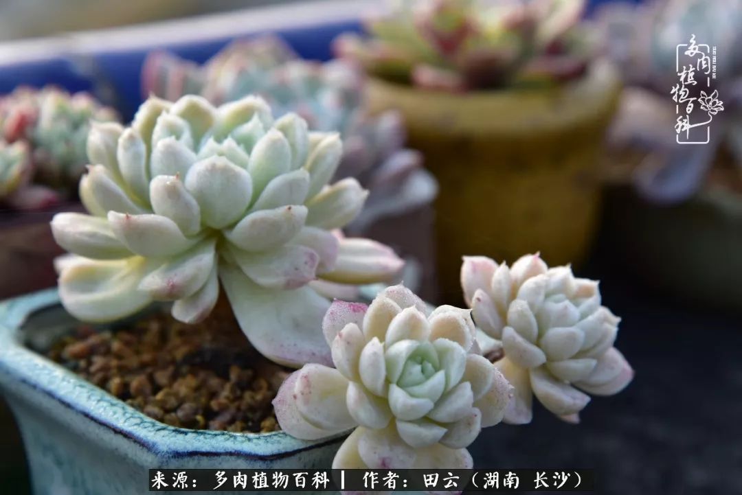 遇见多肉,遇见美好,关于心灵遇见美好的故事!