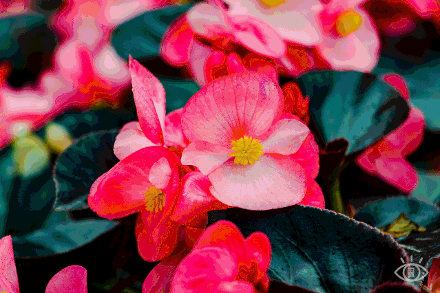 广场 flower 知道名字的 不知道名字的花 都在眼前绵延开来 花花绿绿