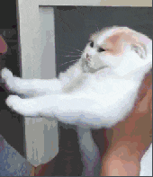 搞笑gif:妹子喝酒划拳,太霸气了!