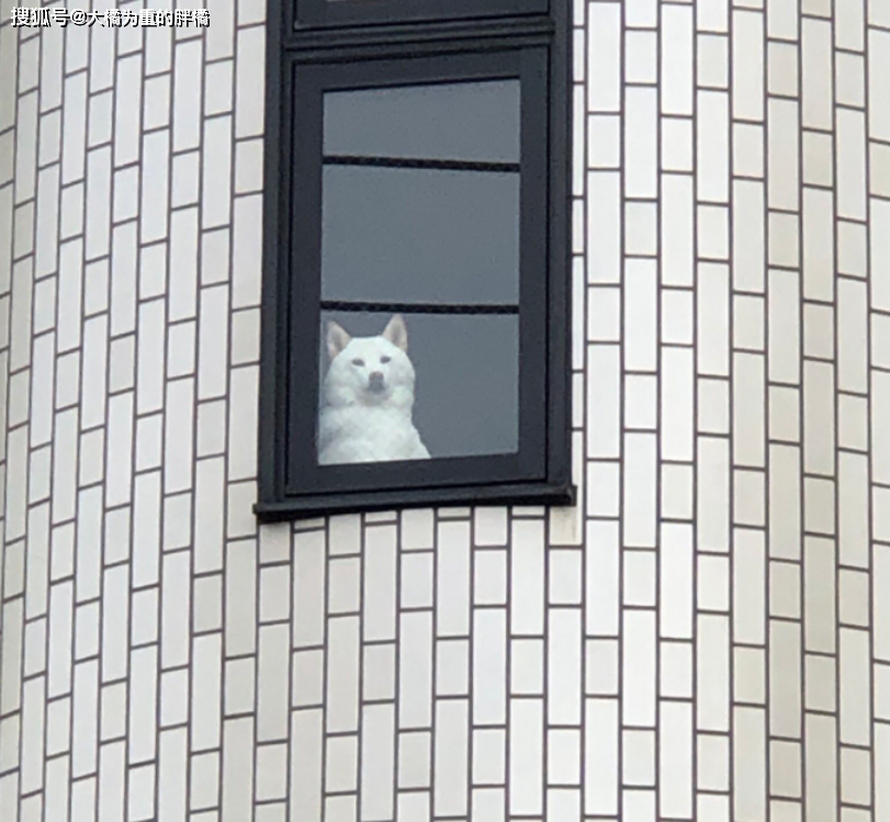 柴犬被男子養大，每天趴在窗邊目送男子去上班，回來晚了就一直等 寵物 第9張