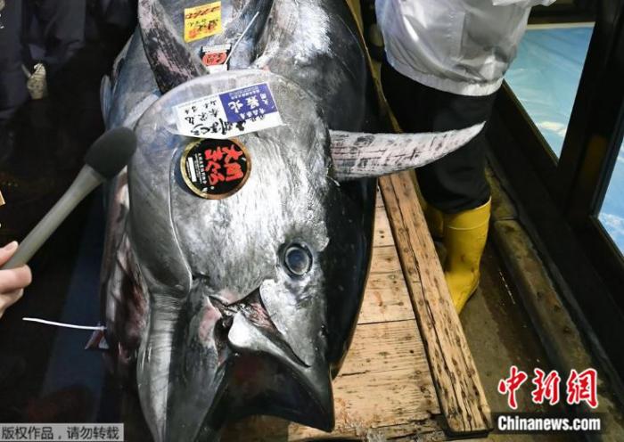 近两亿日元!日本丰洲市场迎金枪鱼新年首拍
