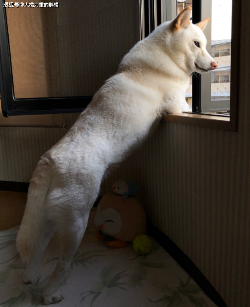 柴犬被男子養大，每天趴在窗邊目送男子去上班，回來晚了就一直等 寵物 第5張