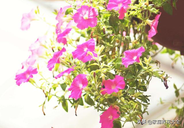 什么花在冬天会开花 a0bc6815fd5a4d4b9936711d87506201.jpeg