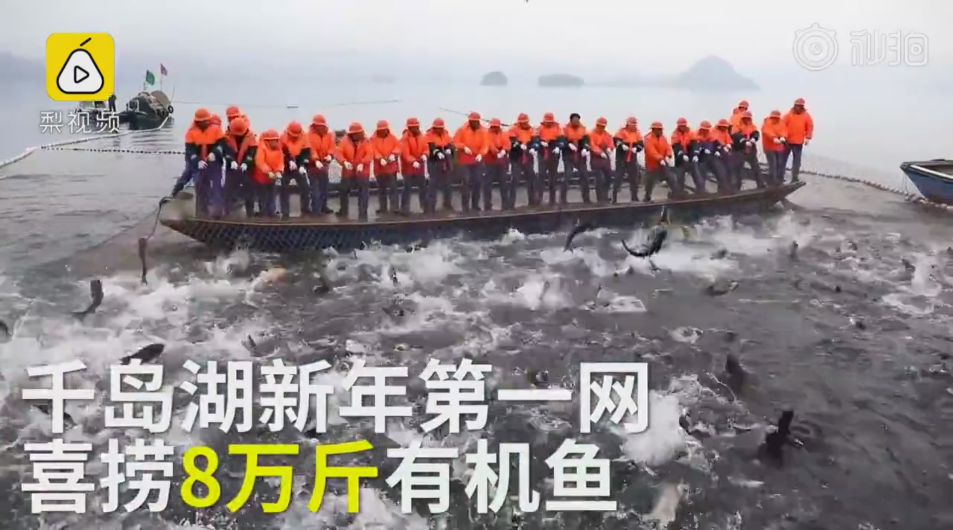 2020年第一网千岛湖喜捞8万斤鱼金色鱼王被放
