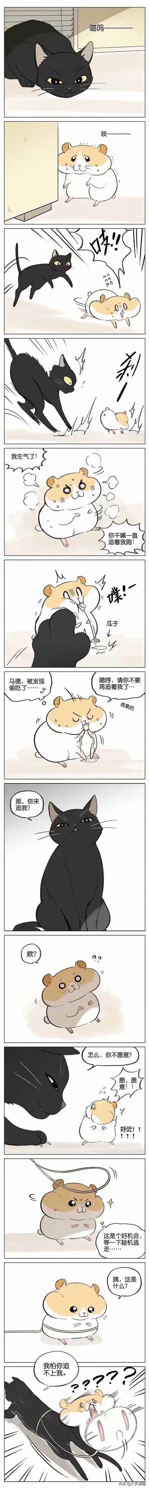 漫画:可爱的猫咪和仓鼠