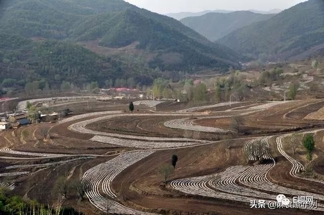 是什么原因导致核桃价格下跌〖铜川市宜君县哭泉镇现在能去吗〗