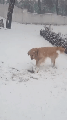 北方狗狗会滚雪球——来玩打雪仗不,输了住院的那种!