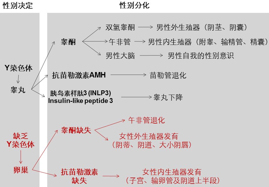 双性人人口_双性人