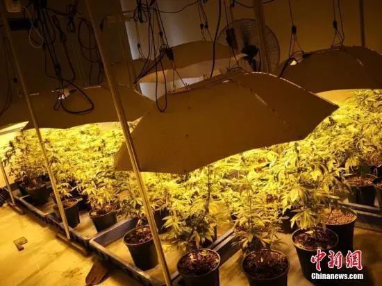 美国大麻合法的狂欢背后:医用无罪,娱乐也无罪?