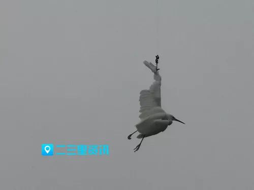 一只白鹭在丹江河被缠倒挂空中挣扎,商洛市民回家开吊车前来“搭救”