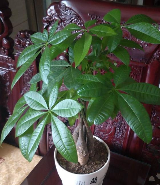 大棵的发财树图片 e303be806e5946eca83193dcf0b3aab2.jpeg
