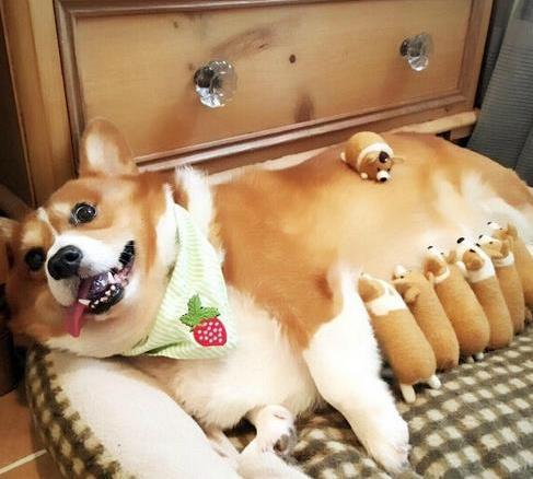 如何变成小奶狗声音 e9ec60d2ac2e4555863c900d4756f66f.jpeg