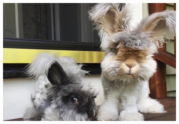 兔子的耳朵为什么这么大 eb1d6b7ad7cd44c6aa77ff2872a52f6c.jpeg