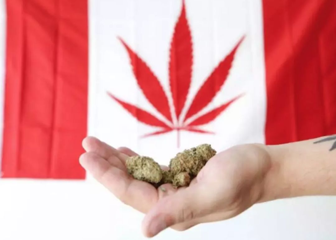 小心!加拿大最著名大麻店铺直接开进了华人区