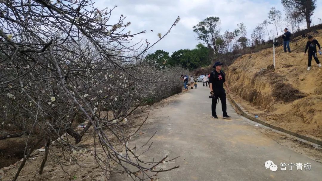 高埔镇龙堀梅花观赏区迎来大批游客!_普宁市