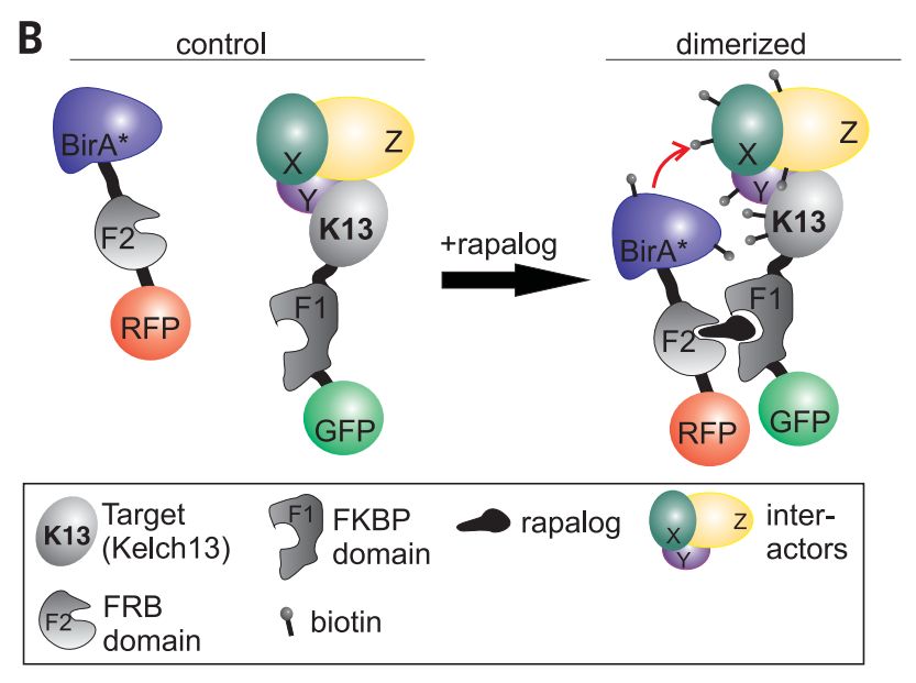 自由基的破坏作用是什么 0a99ae2a005447f595795870c004dff0.jpeg
