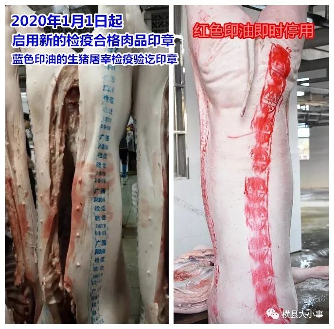 合格肉品印章并对检疫合格肉品加盖使用蓝色印油的生猪屠宰检疫验讫印