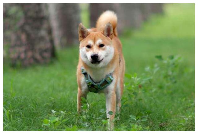 日本秋田犬和中华田园犬啥关系，这些秘密，有多少是你不知道呢？搜狐大视野搜狐新闻
