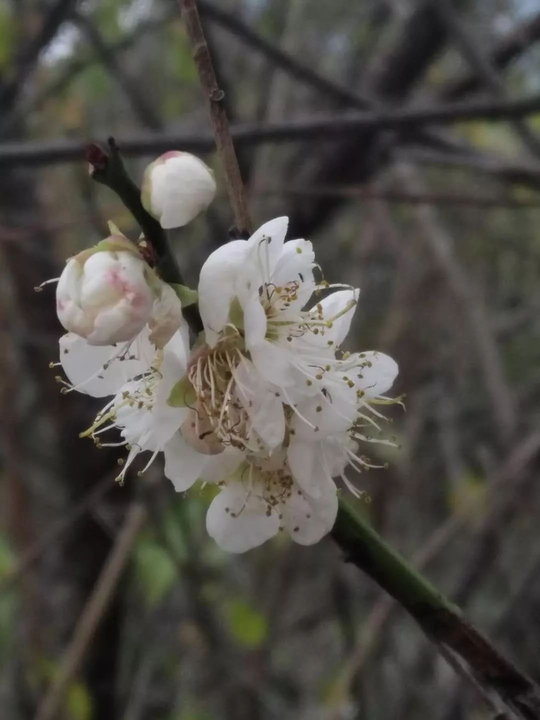 《梅州喜晤梁辑五光禄国瑞话旧》其一)时,感觉"飘零落叶思朋好,憔悴