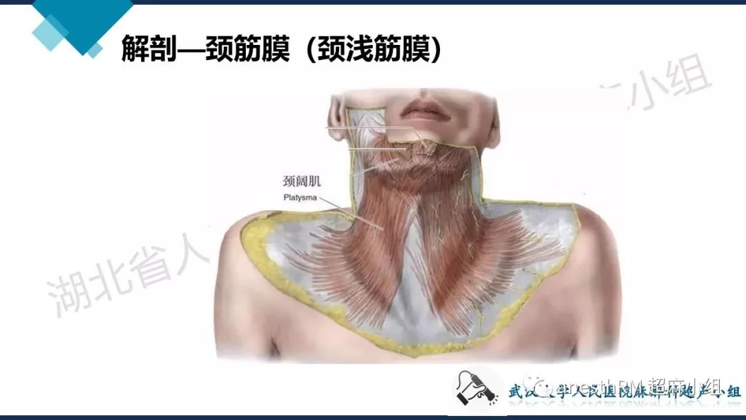 anesthrm 超麻小组  小视频讲解 颈浅丛神经阻滞超声定位 颈浅丛神经