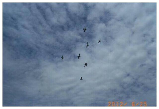 自由飞翔的天空 31a9d24b37e74423a2e5f5eb79476ec9.jpeg