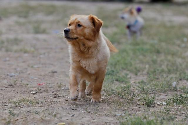 怎么教狗狗站立和坐下 43bf9e3e8bc74183a166b5986a46f5b1.jpeg