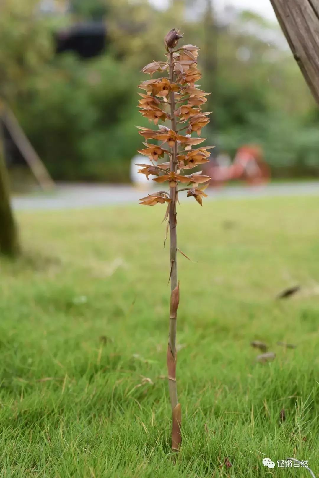 花开两色的紫花美冠兰----中国科学院西双版纳热带植物园