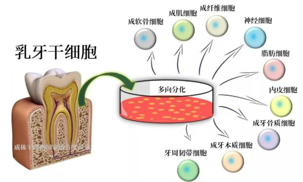 人口形态学_细胞形态学