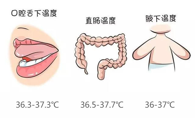 成人口温的正常体温_正常体温图片