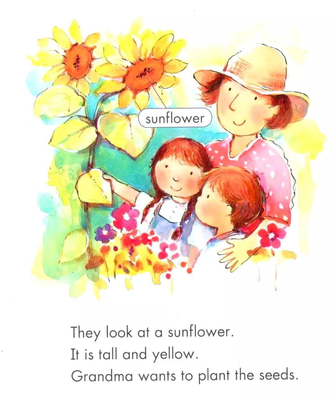 英文有声绘本关于向日葵的问题thesunflowerquestions