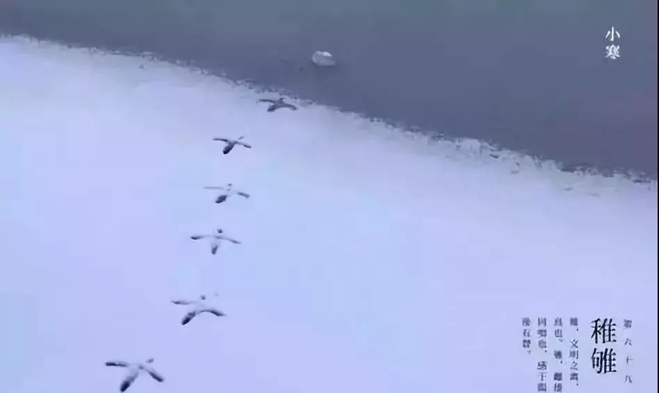 巢鹊什么成语_鹊始巢图片(3)