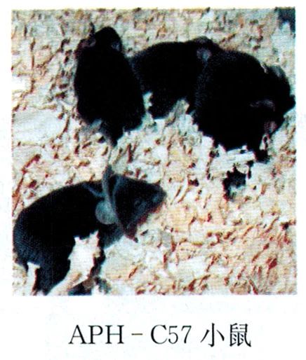 小鼠,目光明亮,有神,正圆;而图5-3-22,图5-3-23的km和icr小鼠双目少神