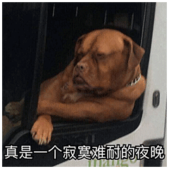 表情包|来波傻狗