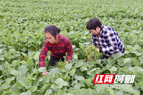 司门前镇学堂湾村有多少人口_保田镇有多少人口