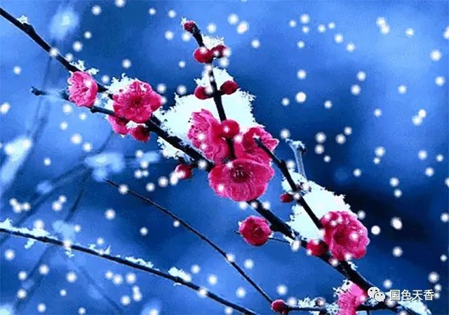 梅花的笑声 冰雪中 朵朵梅花 梅花 生来懂得 没有一片雪花 因为意 