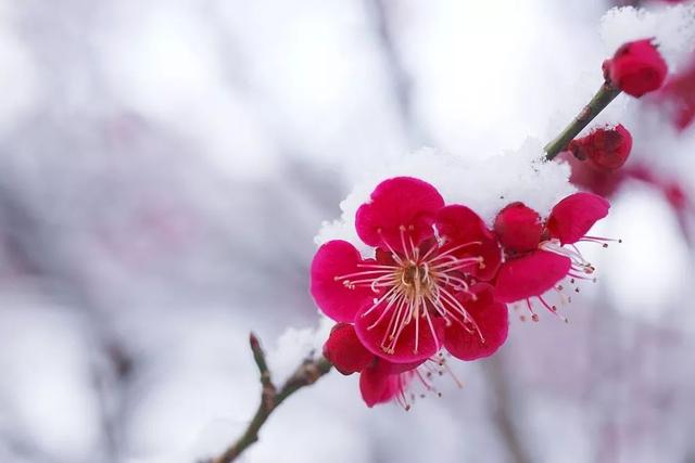 今日小寒 | 轻舞一曲送冬雪,万家灯里待春风_梅花