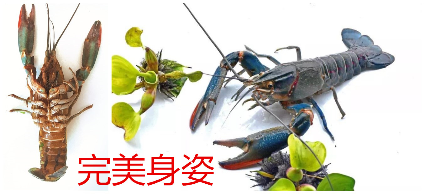 龙虾吃什么东西长得快 919daca5c6cf430d98c0d889785c295b.jpeg