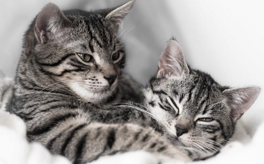 猫咪叫声表达含义 9426ef2378554afc87267cf78b7485c9.png