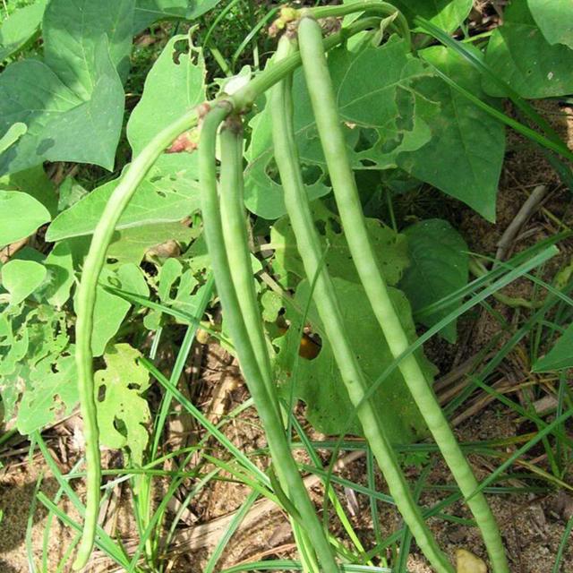 "珠仔豆厚肉甜豆角"在种植过程中,也能够让农户更省心,因为它抗逆性较