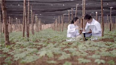 中草药产业经济总量_中草药大全