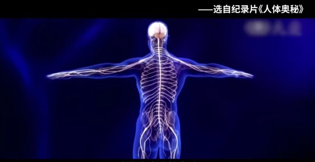 【生物大师高中】细胞核的结构——人体的大脑