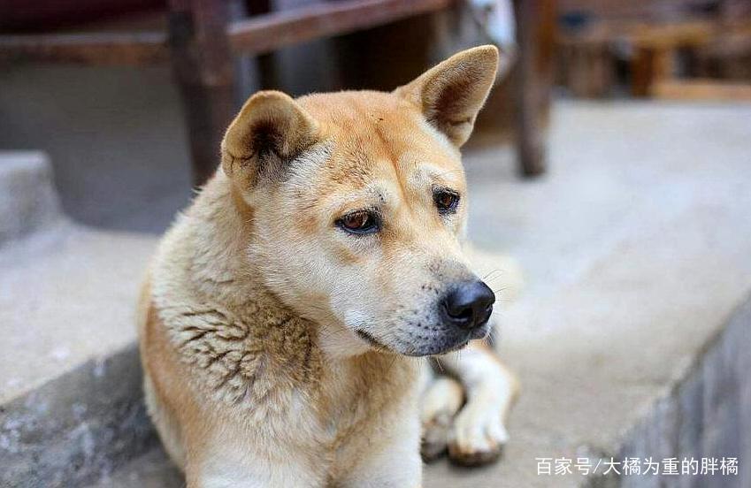成语什么埋土狗_小土狗(2)