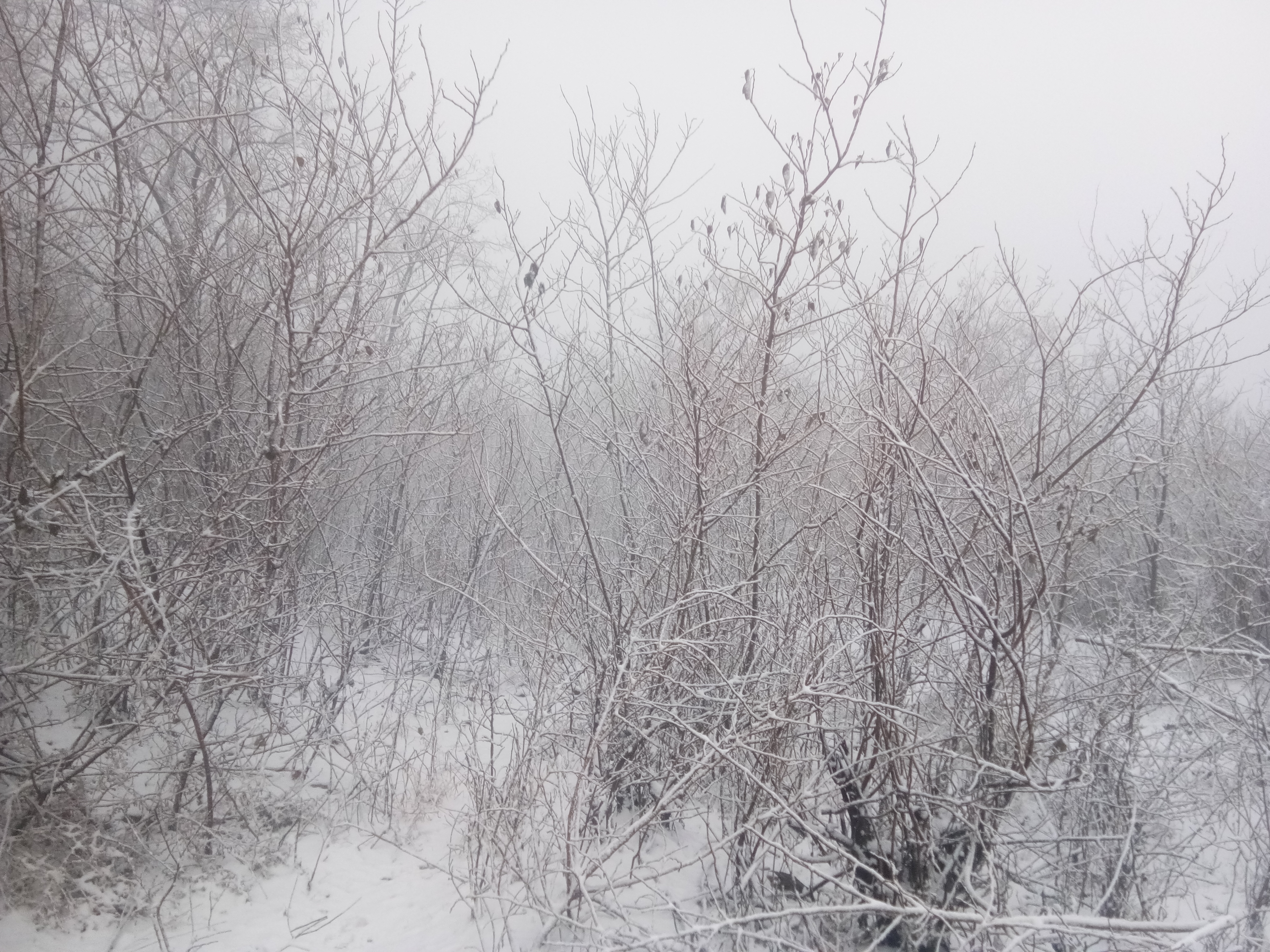 终于下雪了,农村的雪景太美了