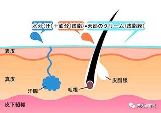 如果没有外面这层"油脂"保护膜,皮肤里面的水分就会 很快被蒸干. ▼