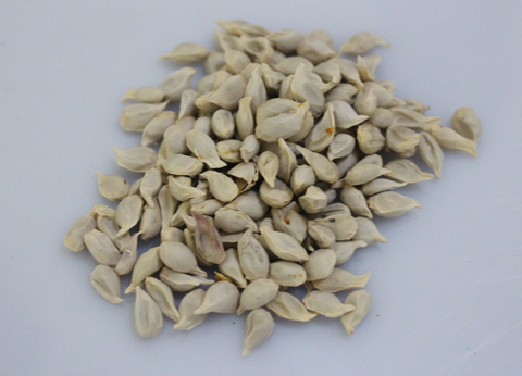 橘子的果核(种子),性