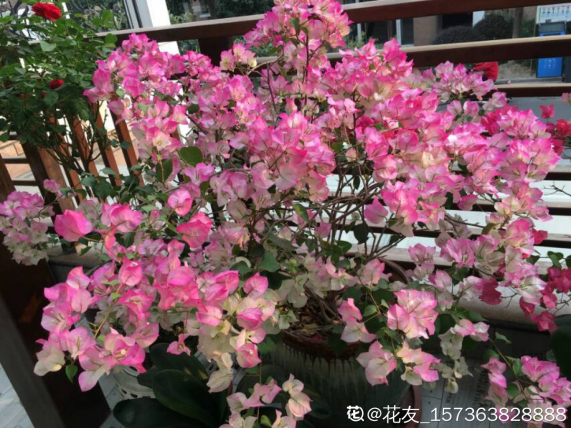 cca73f33311c4ab69e72576c330dbee2.png