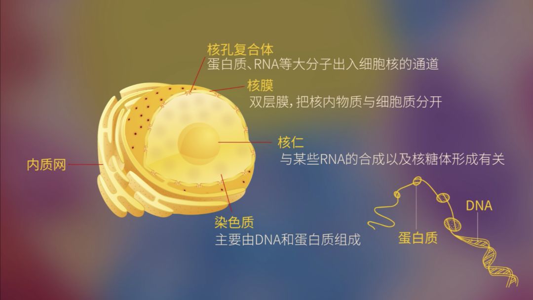 【生物大师高中】细胞核的结构——人体的大脑